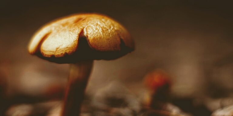 Fighting fit for autumn