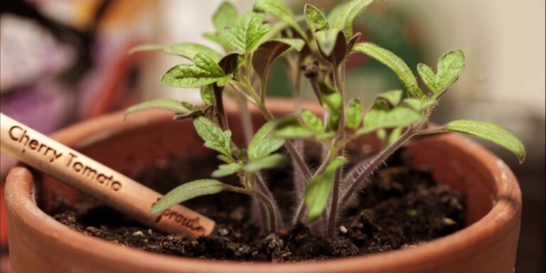 The Sprout Pencil