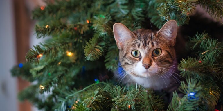 Some of us already have our Christmas trees up!